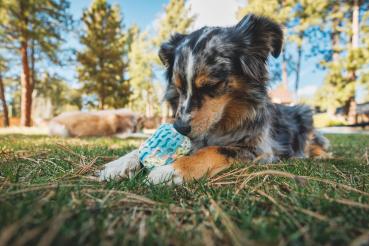 Ruffwear Morel Toy Blue Prism